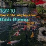 Top 10 Đơn Vị Thi Công Hồ Cá Koi Ở Bình Dương Uy Tín