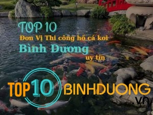 Top 10 Đơn Vị Thi Công Hồ Cá Koi Ở Bình Dương Uy Tín